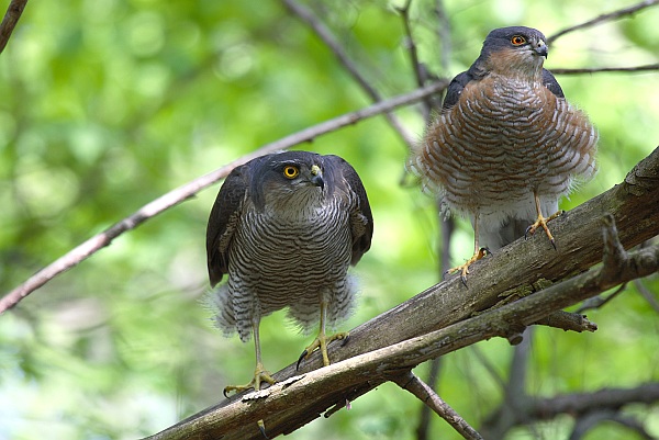 Sperber Accipiter Nisus MEROS Monitoring Greifv gel Und Eulen Europas